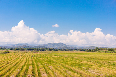 Rice field among mountain  and blue sky on central of Thailand,