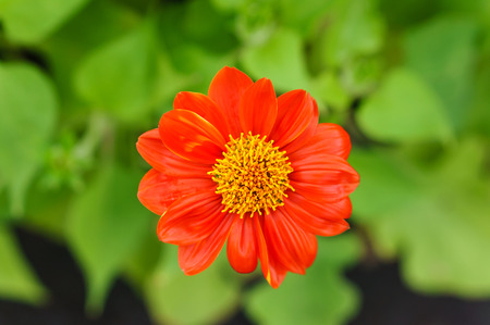 close up of zinnia flower head, red colorの写真素材