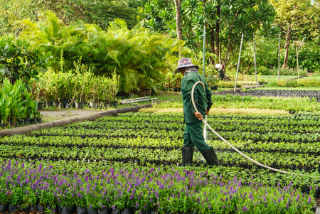 old man watering plants in gardenの写真素材