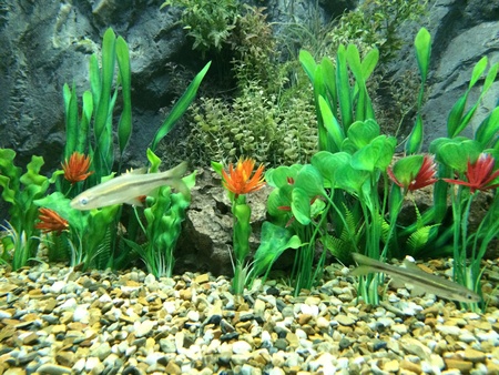 Close up of puntioplites fish in aquariumの素材