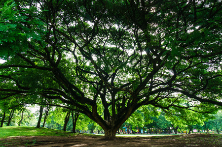 view under big tree with rim light in Public Park,Vachirabenjatas Park (Rot Fai Park)
