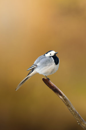 White Wagtail, Motacilla alba, single bird on branch, Warwickshireの写真素材