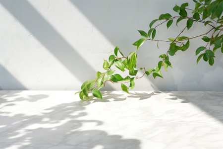 green plant on white marble table with shadow of sun light on wallの素材
