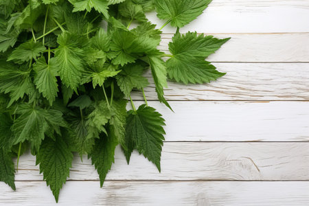 Fresh nettle leaves on white wooden background. Top view with copy spaceの素材