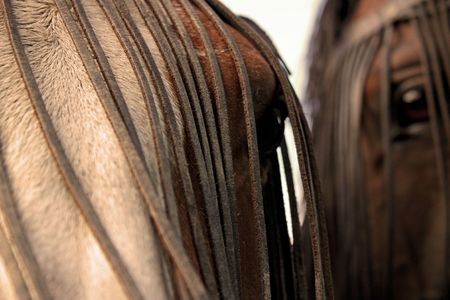 Horses eyesの写真素材