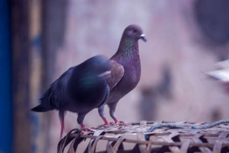 Pigeons in the city. Pigeons in the city.