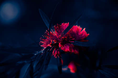 Close-up view of beautiful red flower on dark blue background.の写真素材