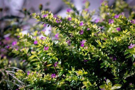 Beautiful purple flowers on a bush in the garden. Selective focus.