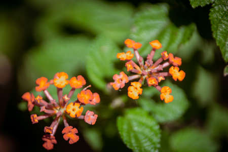 Close up of small orange flowers of Lantana camara.