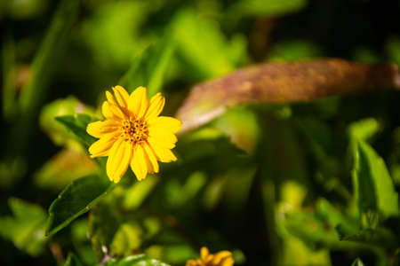 A closeup shot of a yellow daisy flower with blurred background