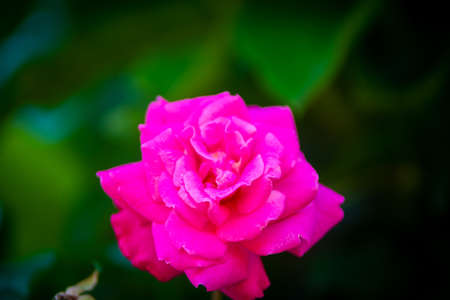 Beautiful pink rose with dew drops on a green background.