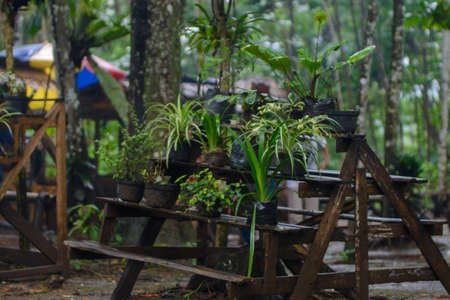 Indonesia, Bali, Ubud, Bali. Decorated with flowers and plants.