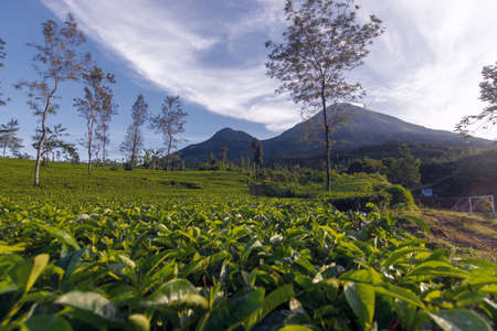 a tea plantation located in the Wonosobo district, and right on the slopes of Mount Sindoroの写真素材