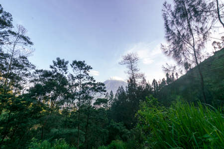 This photo of the mountain forest or often called the Montana forest is on the island of Java,...