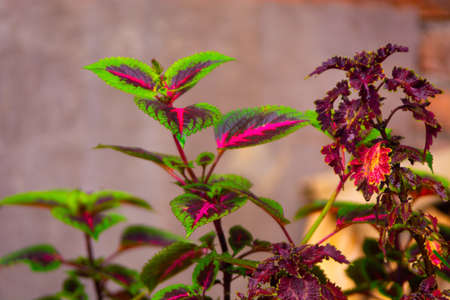 Close up of a coleus plant with red and green leavesの写真素材