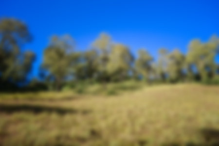 Blur park garden tree in nature background, blurry green in summer backgroundの写真素材