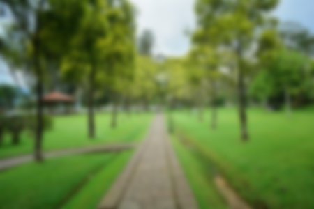 Blur park garden tree in nature background, blurry green in summer backgroundの写真素材