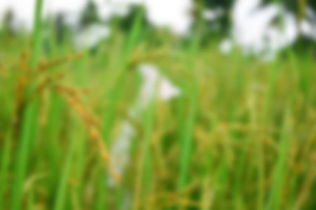 Beautiful rice field and ear of rice. Blurred backgroundの写真素材
