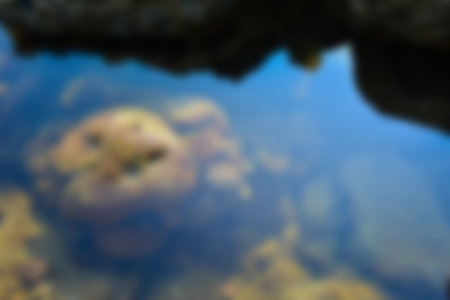 Blurred view an underwater tropical coral reef scene below the water surface. Blurred backgroundの写真素材