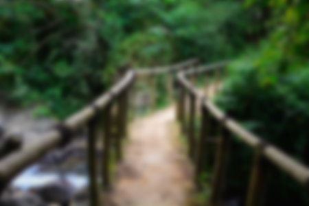 Blur park garden tree in nature background, blurry green in summer backgroundの写真素材