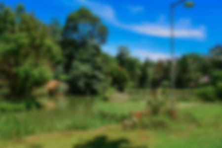 Blur park garden tree in nature background, blurry green in summer backgroundの写真素材