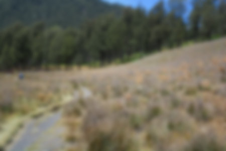 blur view of meadow in summer, with a view of dry grass. Blurred backgroundの写真素材