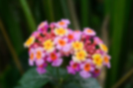 defocused view of wild flowers and grass in a meadow. blurred background