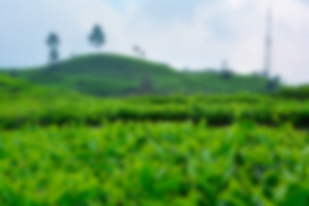 Tea garden view with cloudy clouds. Green nature blured background for your textの写真素材
