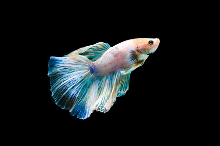 Capture the moving moment of Bright blue halfmoon betta fish isolated on black backgroundの写真素材