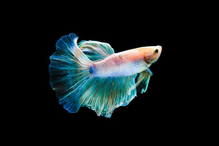 Capture the moving moment of blue siamese fighting fish isolated on black background. betta fish.の写真素材