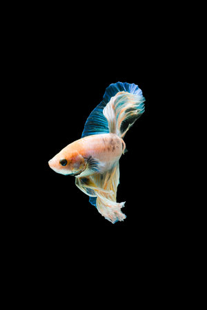 Bright blue halfmoon betta fish swimming beautifully, isolated on black background