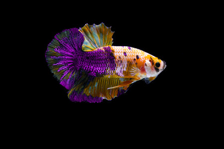 Yellow Blue betta fish, Fancy Halfmoon Betta, Betta splendens Plakad, moving of Betta fish isolated on black backgroundの写真素材