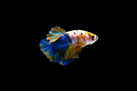 Plakad Yellow Blue betta fish, Fancy Halfmoon Betta, Betta splendens Plakad, moving of Betta fish isolated on black backgroundの写真素材