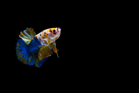 Capture the moving moment of blue siamese fighting fish isolated on black background. betta fish.の写真素材