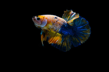 Capture the moving moment of yellow siamese fighting fish isolated on black background. betta fish.の写真素材