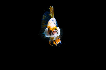 Plakad Yellow Blue betta fish, Fancy Halfmoon Betta, Betta splendens Plakad, moving of Betta fish isolated on black backgroundの写真素材