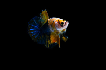 Capture the moving moment of yellow siamese fighting fish isolated on black background. betta fish.の写真素材