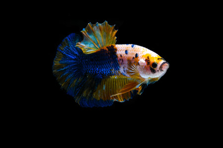 Capture the moving moment of yellow blue siamese fighting fish isolated on black background. betta fishの写真素材
