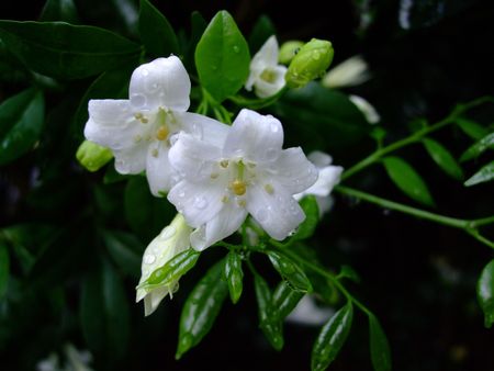 view of white flowers on dark background