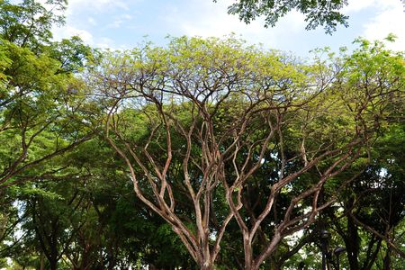 Trees with many branches and leavesの写真素材