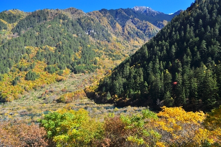 Autumn scenery of trees at Jiuzhaigou valleyの写真素材