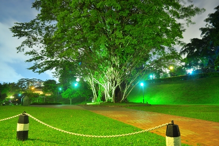 Big tree by night at MacRitchie Reservoir Park Singaporeの写真素材