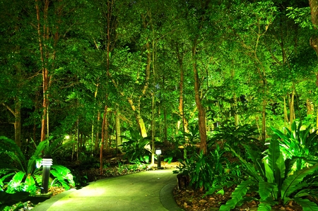 A walkway surrounded by illuminated trees at Singapore Botanical Garden by nightの写真素材