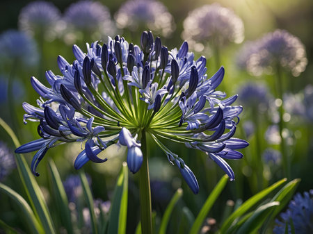 Purple Agapanthus flower in the morning light, close upの素材