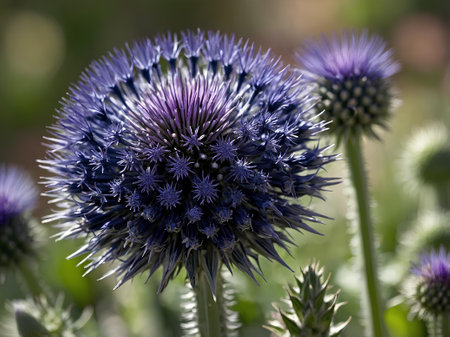 The Unique Globe Thistle: A Globe-Shaped Flower with Bold Spikes, Mesmerizing Color, and a Role as a Tough Survivor in Harsh Climates, Yet a Favorite Among Gardenersの素材