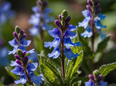 Blue flowers in the garden, macro photo, shallow depth of fieldの素材