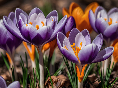 Spring crocus flowers in the park. Early spring. Europe.の素材