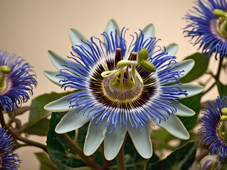 Passion flower (Passiflora caerulea) in the beautiful gardenの素材