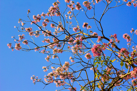 Thai sakura blooming in winter