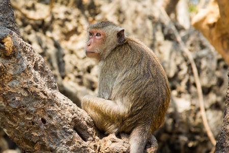 Monkey on tree in Thailandの写真素材